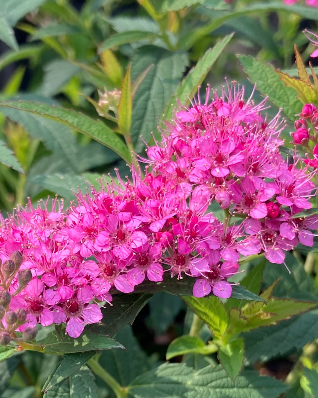 Spiraea b. 'Anthony Waterer' (Japanese Spirea)