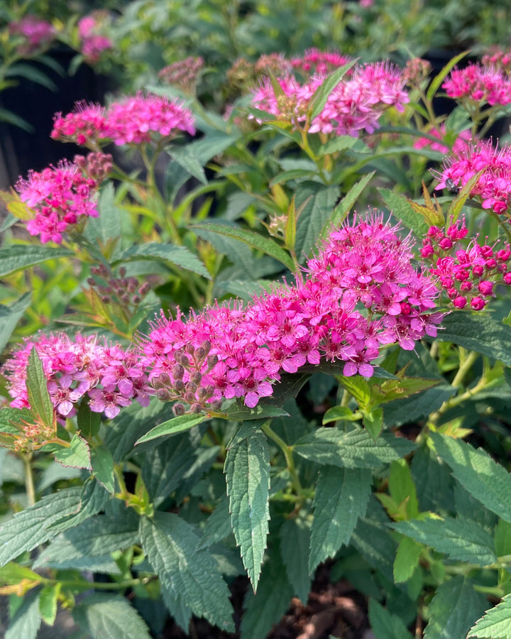 Spiraea b. 'Anthony Waterer' (Japanese Spirea)