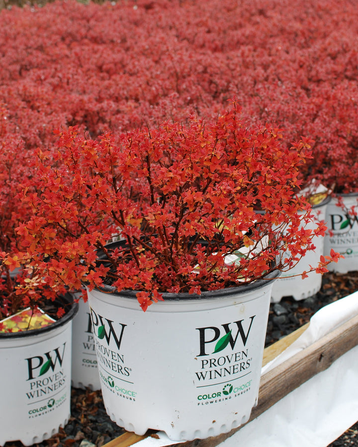 Spiraea j. 'Double Play® Candy Corn™ (Spirea)