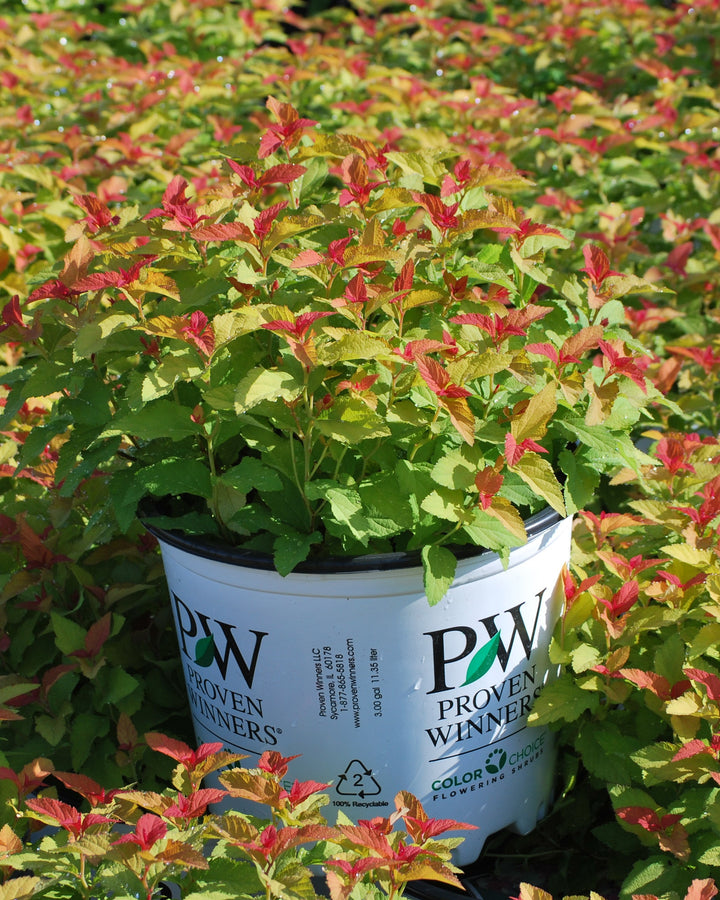 Spiraea j. 'Double Play® Candy Corn™ (Spirea)