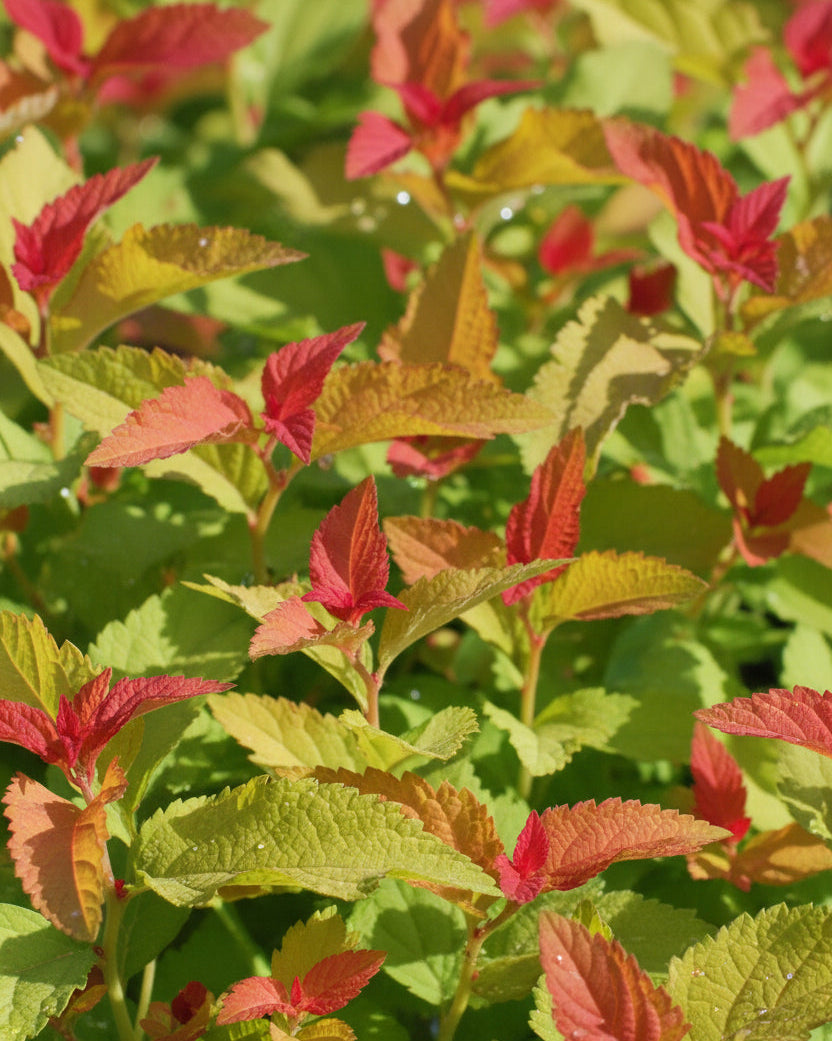 Spiraea j. 'Double Play® Candy Corn™ (Spirea)