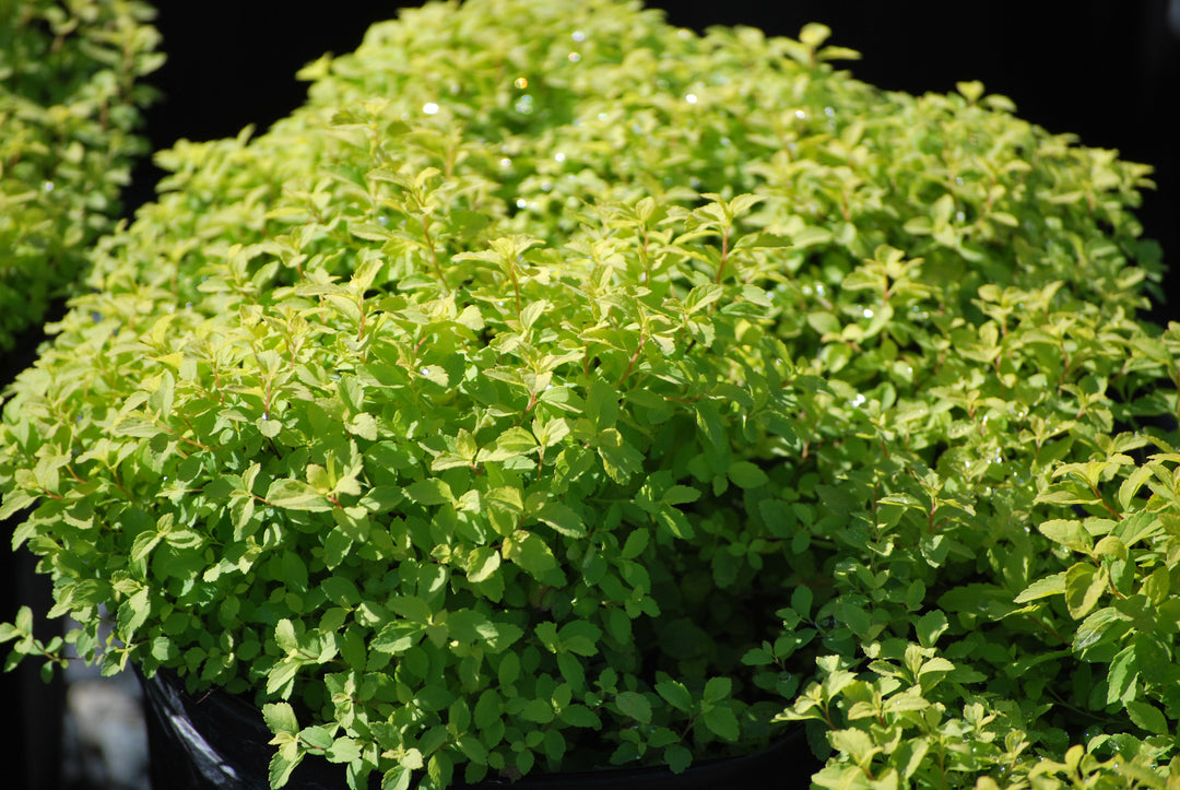 Spiraea japonica 'Golden Elf' (Dwarf Bridal Wreath)