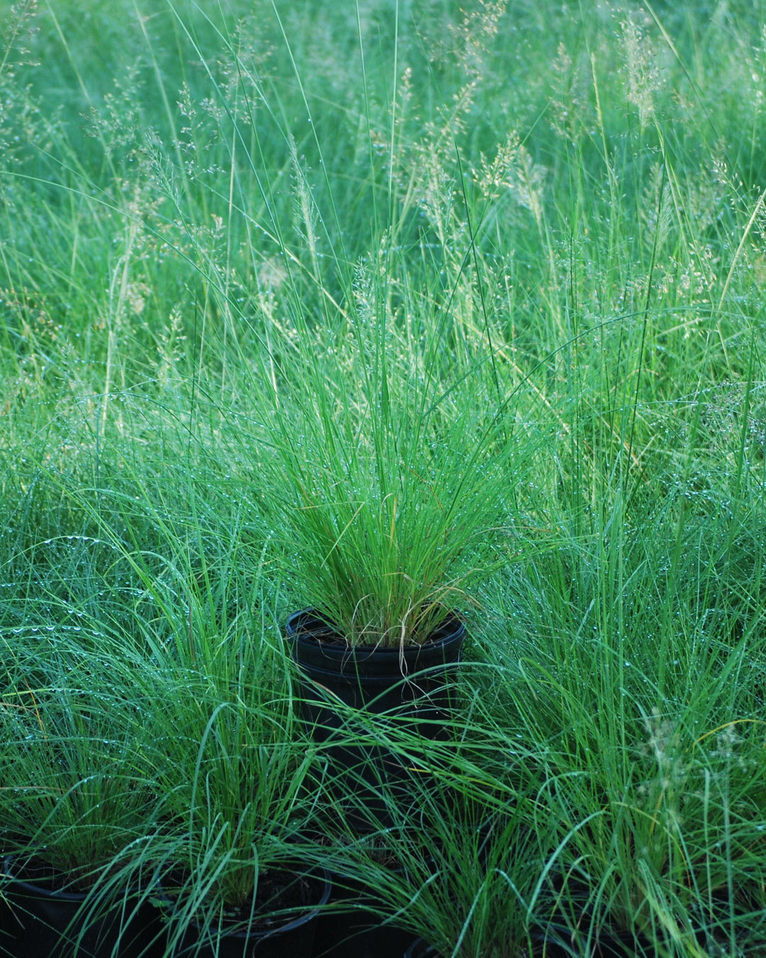 Sporobolus heterolepsis (Prairie Dropseed)