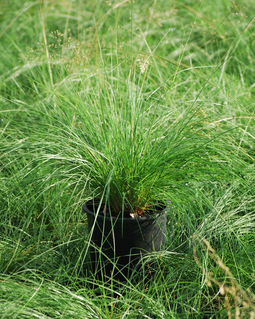 Sporobolus heterolepsis (Prairie Dropseed)