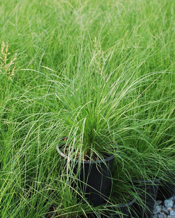Sporobolus heterolepsis (Prairie Dropseed)