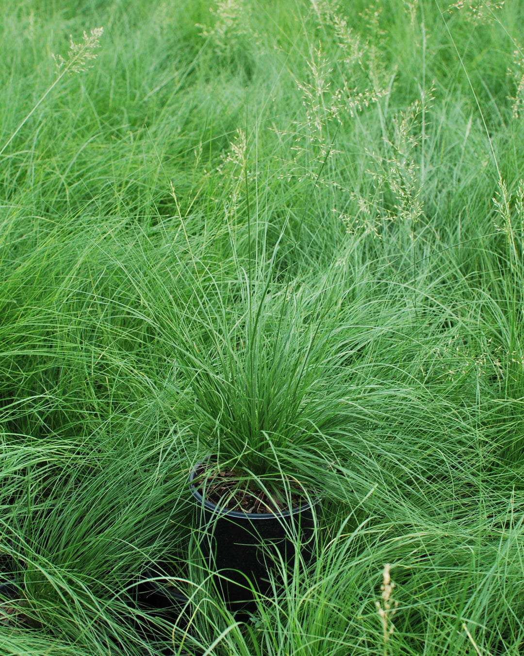 Sporobolus heterolepsis (Prairie Dropseed)