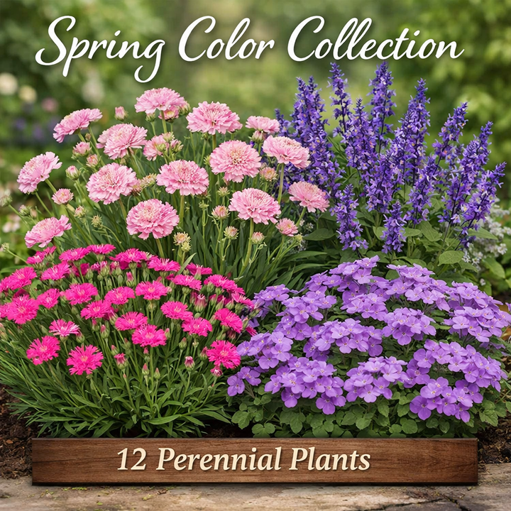 Spring Color Collection – 12 Perennial Plants