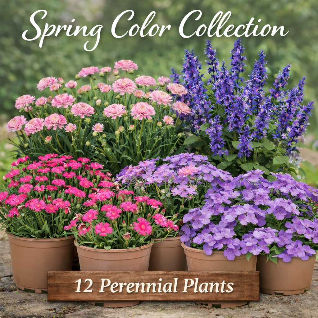 Spring Color Collection – 12 Perennial Plants