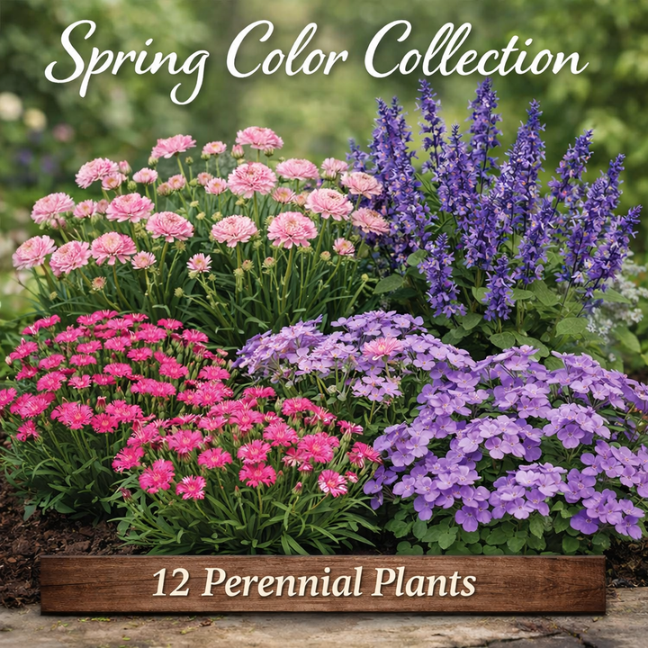 Spring Color Collection – 12 Perennial Plants