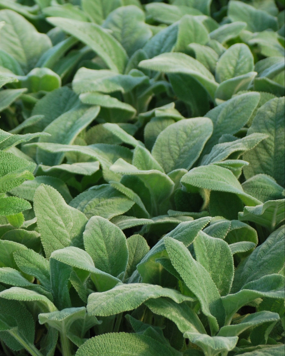 Stachys byzantina 'Helene von Stein' (Lamb's Ear)
