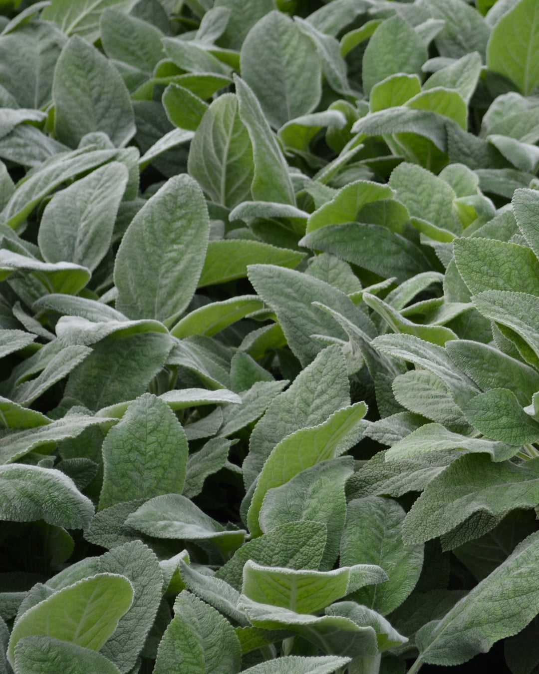 Stachys byzantina 'Helene von Stein' (Lamb's Ear)