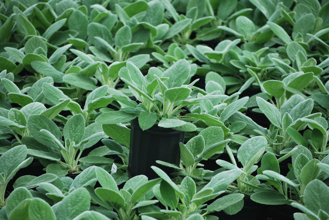 Stachys byzantina 'Helene von Stein' (Lamb's Ear)