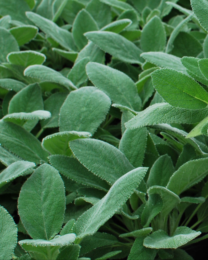 Stachys byzantina 'Helene von Stein' (Lamb's Ear)