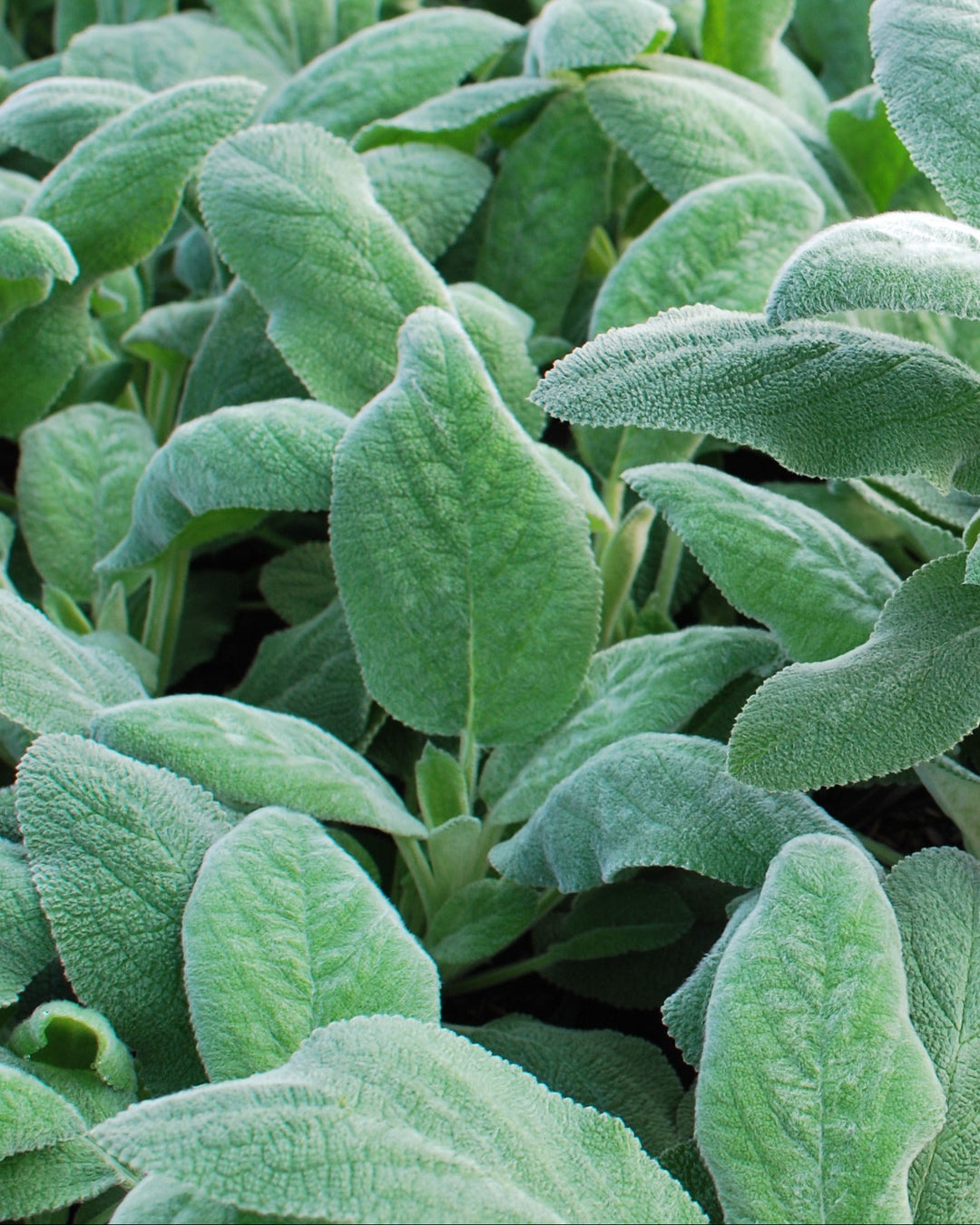 Stachys byzantina 'Helene von Stein' (Lamb's Ear)