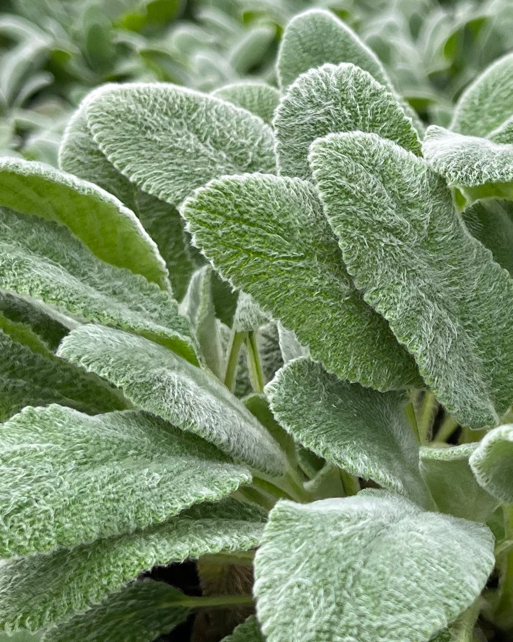 Stachys byzantina 'Silver Carpet' (Lamb's Ear) – Perennial Farm