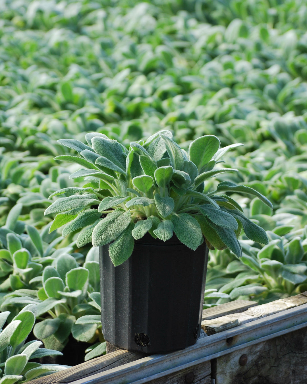 Stachys byzantina 'Silver Carpet' (Lamb's Ear)
