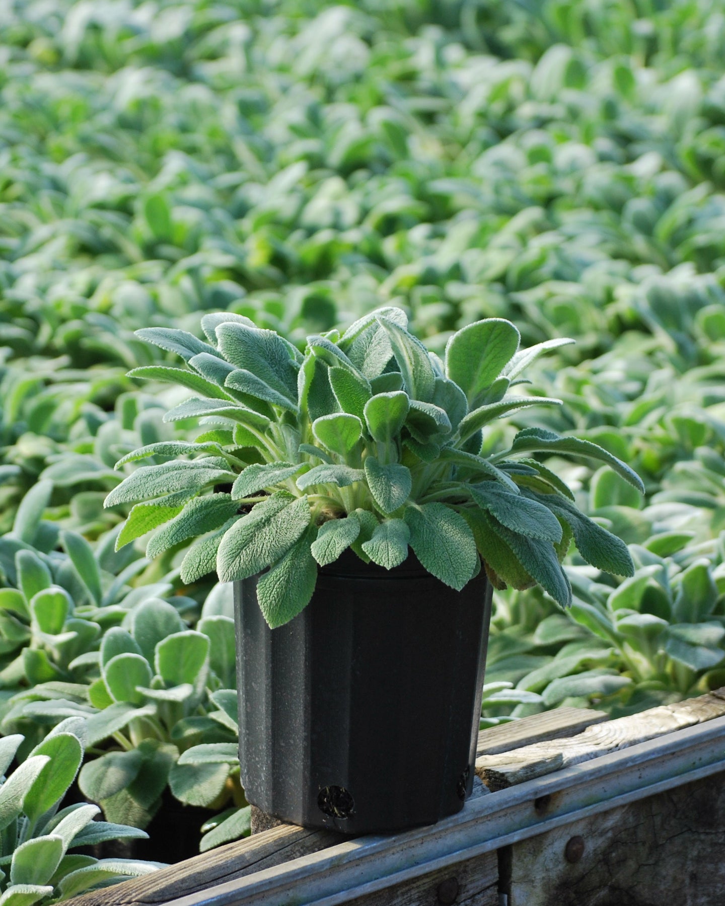 Lamb’s Ear