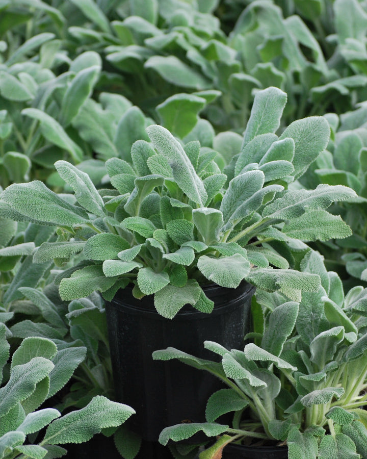Stachys byzantina 'Silver Carpet' (Lamb's Ear)