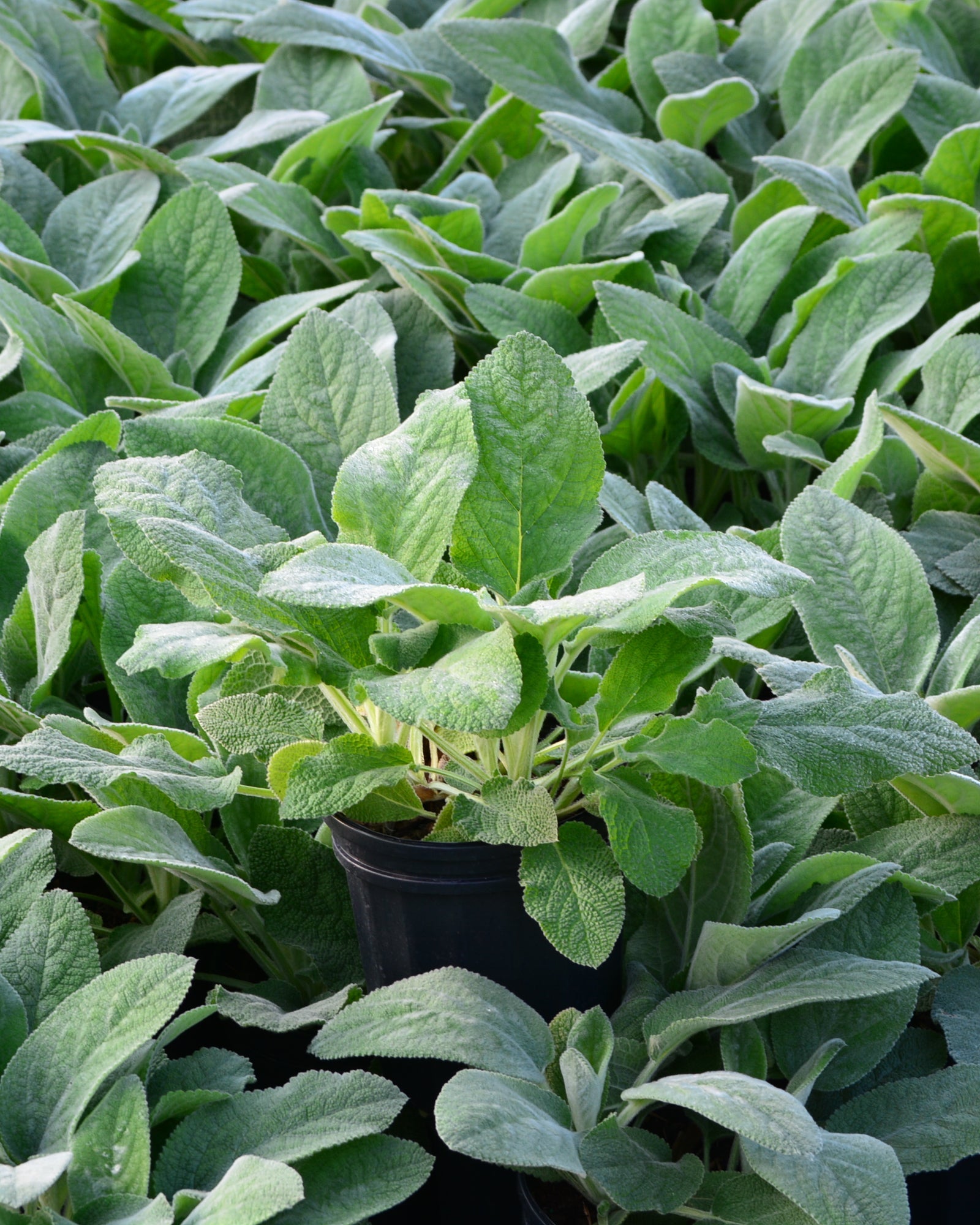 Stachys byzantina 'Silver Carpet' (Lamb's Ear) – Perennial Farm