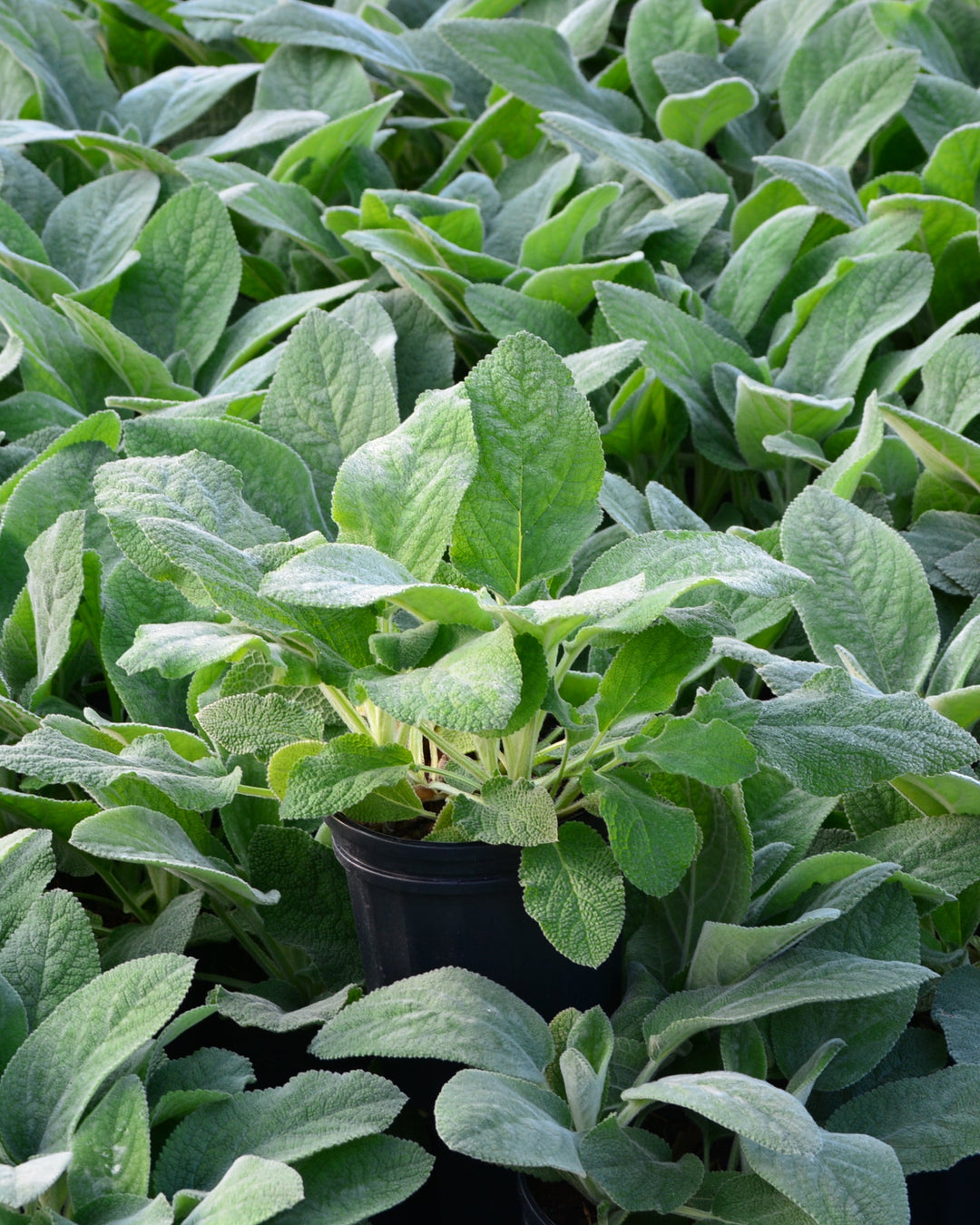 Stachys byzantina 'Silver Carpet' (Lamb's Ear)