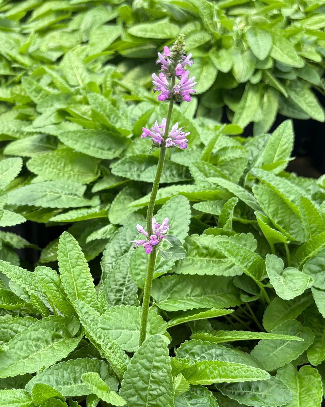 Stachys monieri 'Hummelo' (Alpine Betony)