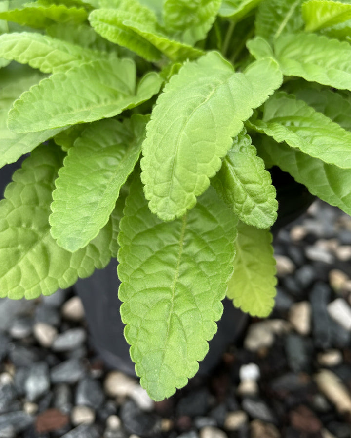 Stachys monieri 'Hummelo' (Alpine Betony)