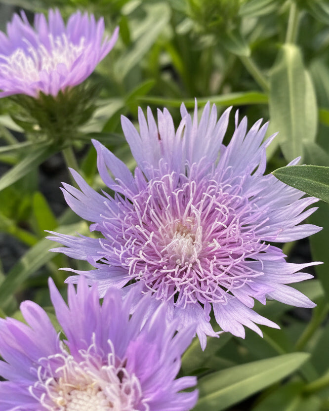 Stokesia l. Totally Stoked™ ‘Riptide’ (Stokes Aster)