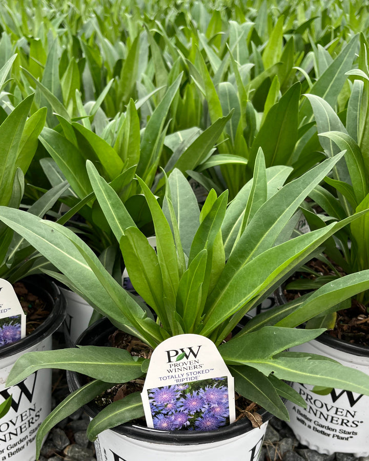 Stokesia l. Totally Stoked™ ‘Riptide’ (Stokes Aster)