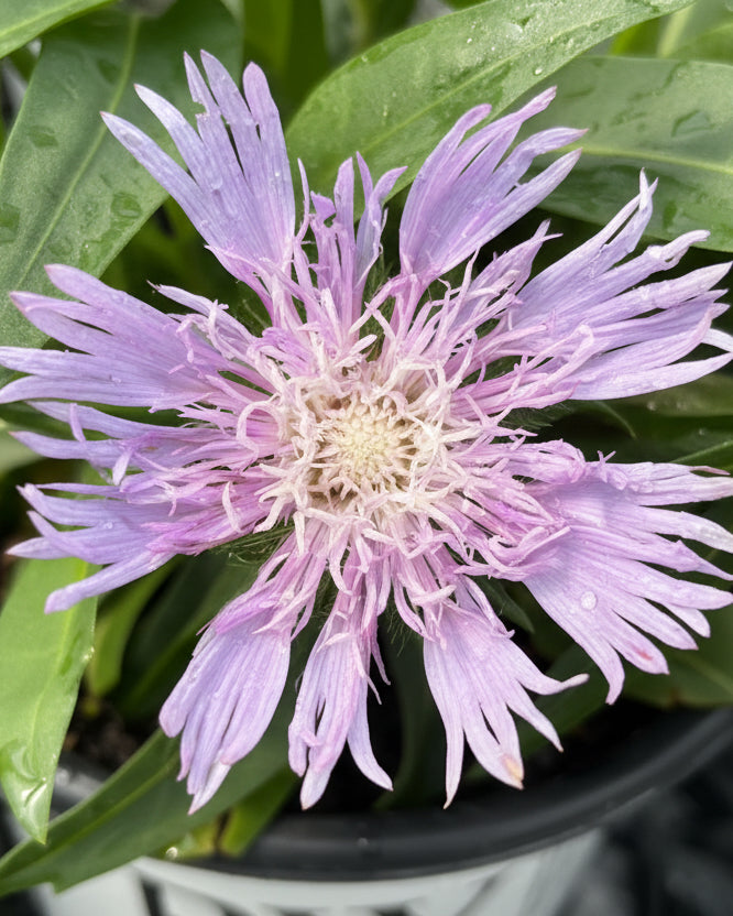 Stokesia l. Totally Stoked™ ‘Riptide’ (Stokes Aster)