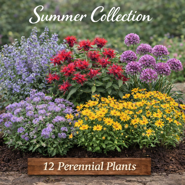 Summer Bloom Power Collection | 12 Pack Perennials