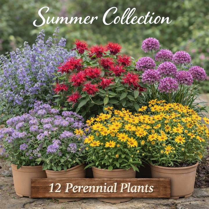Summer Bloom Power Collection | 12 Pack Perennials
