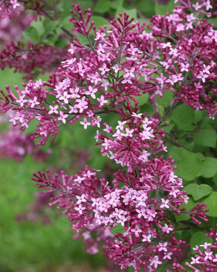 Syringa Bloomerang® Dark Purple (Lilac)