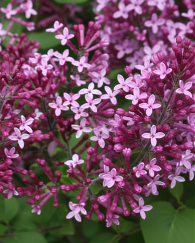 Syringa Bloomerang® Dark Purple (Lilac)
