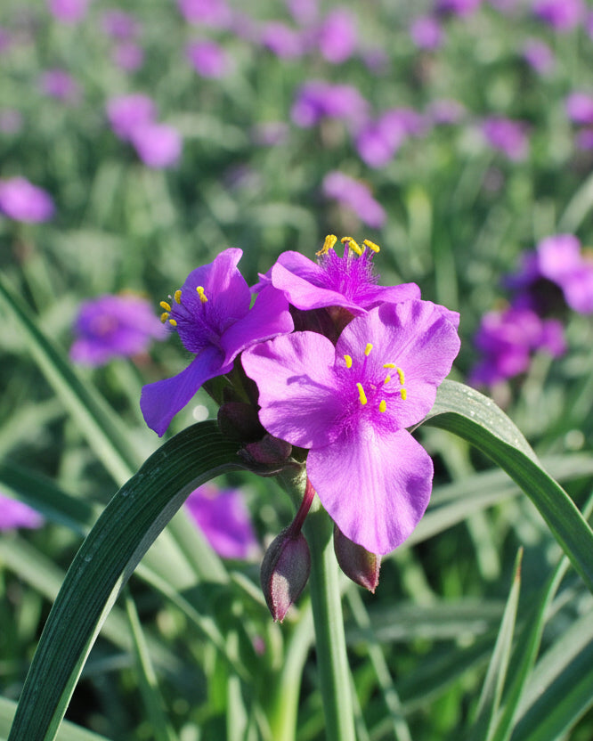 Tradescantia 'Concord Grape' (Spiderwort)