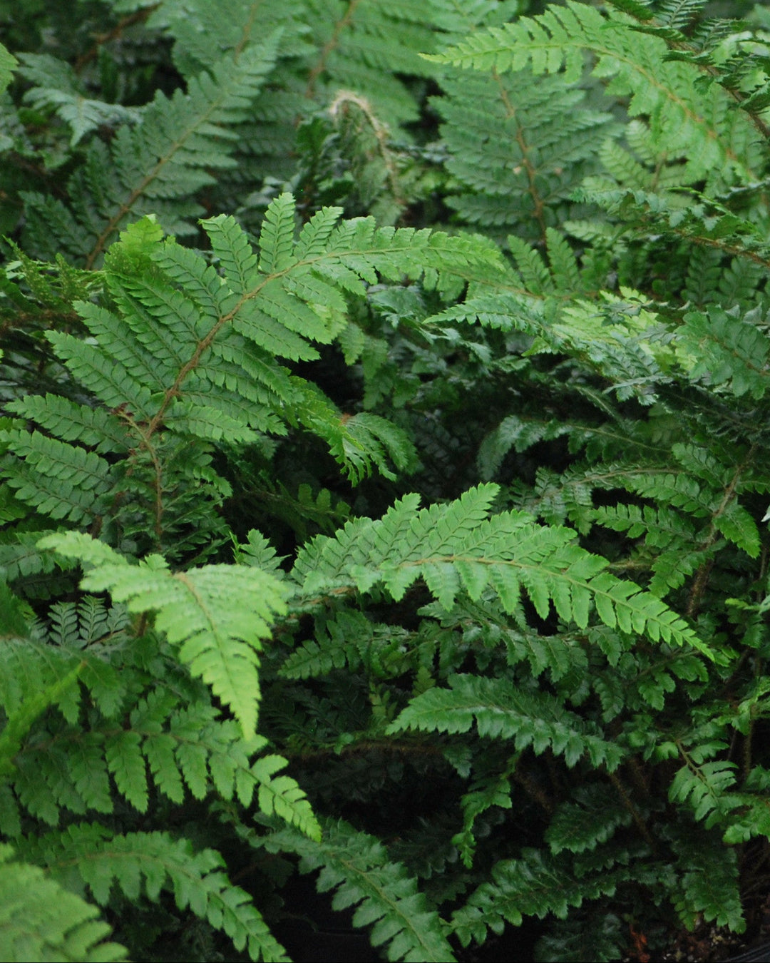 Polystichum polyblepharum (Tassel Fern)