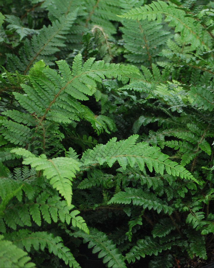 Polystichum polyblepharum (Tassel Fern)