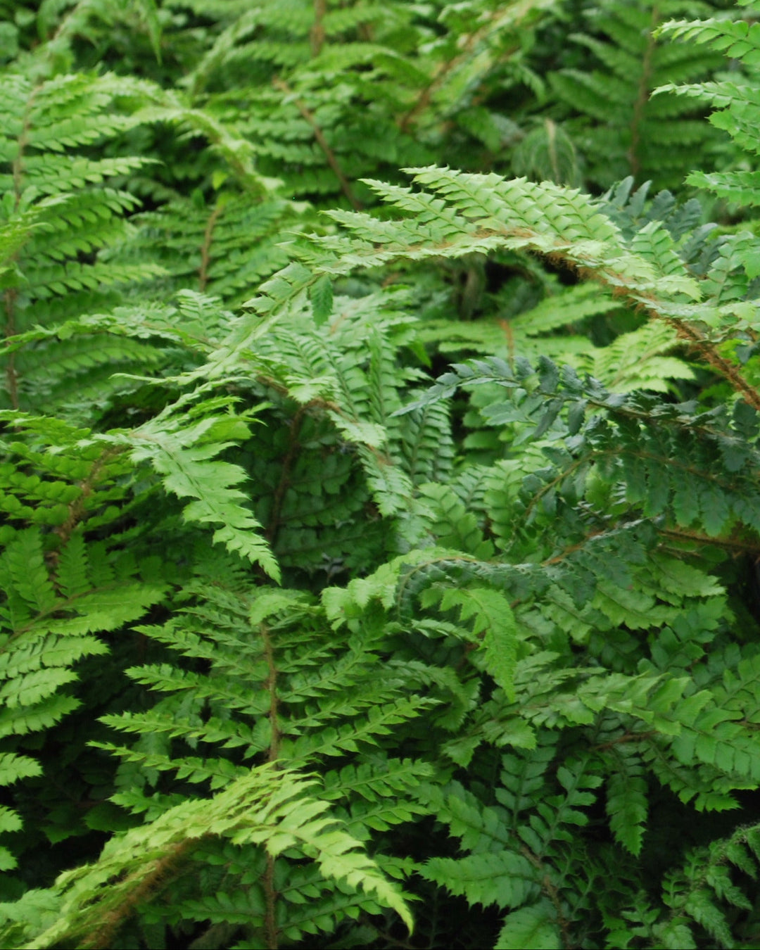Polystichum polyblepharum (Tassel Fern)