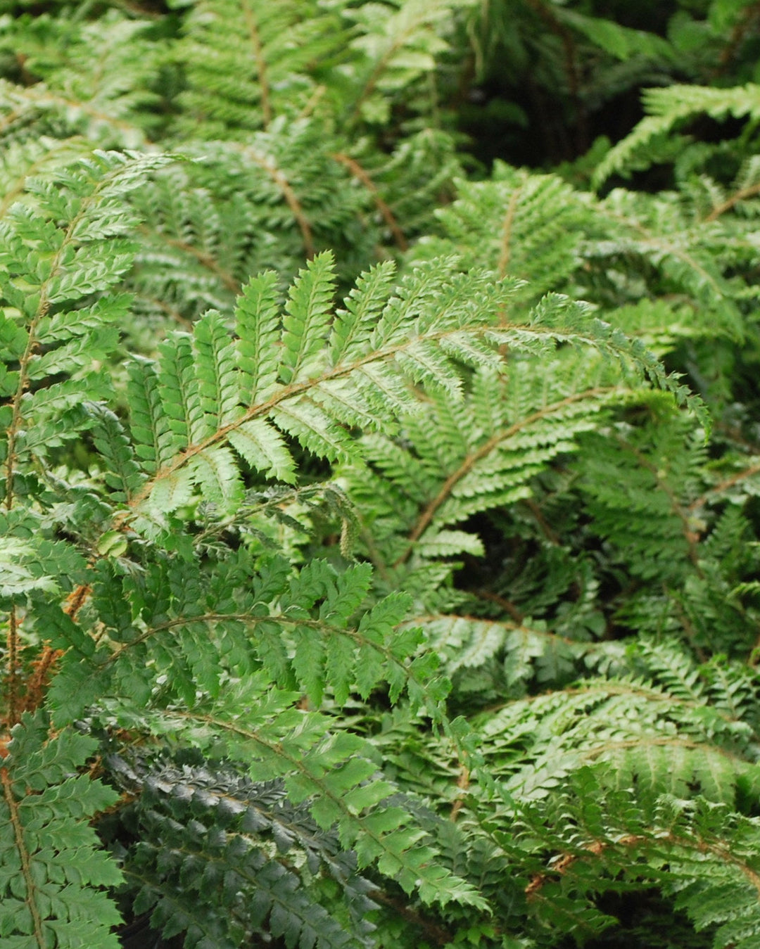 Polystichum polyblepharum (Tassel Fern)