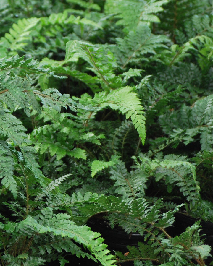 Polystichum polyblepharum (Tassel Fern)
