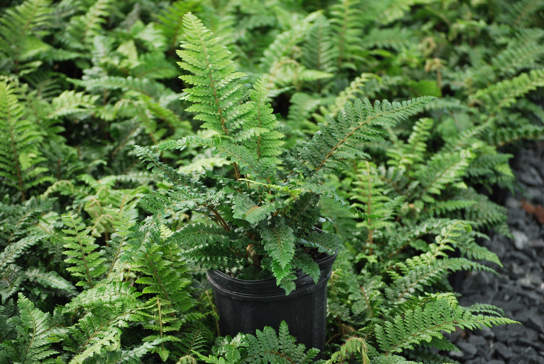 Polystichum polyblepharum (Tassel Fern)