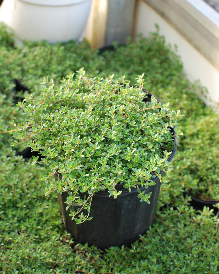 Thymus serpyllum 'Coccineus' (Red Flowering Mother of Thyme)