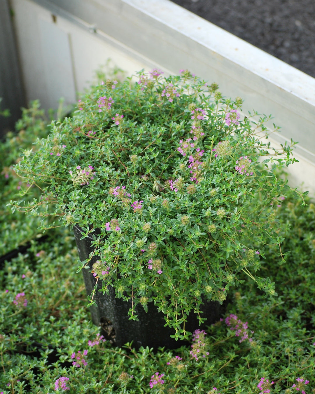 Thymus serpyllum 'Coccineus' (Red Flowering Mother of Thyme)
