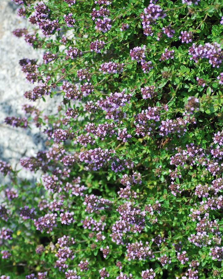 Thymus serpyllum 'Coccineus' (Red Flowering Mother of Thyme)