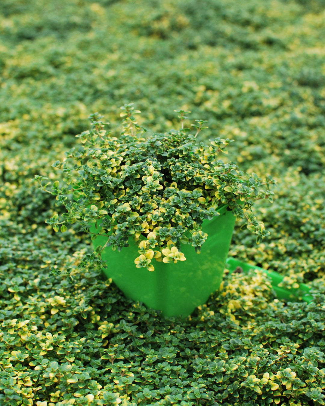 Thymus citriodorus 'Doone Valley' (Lemon Thyme)