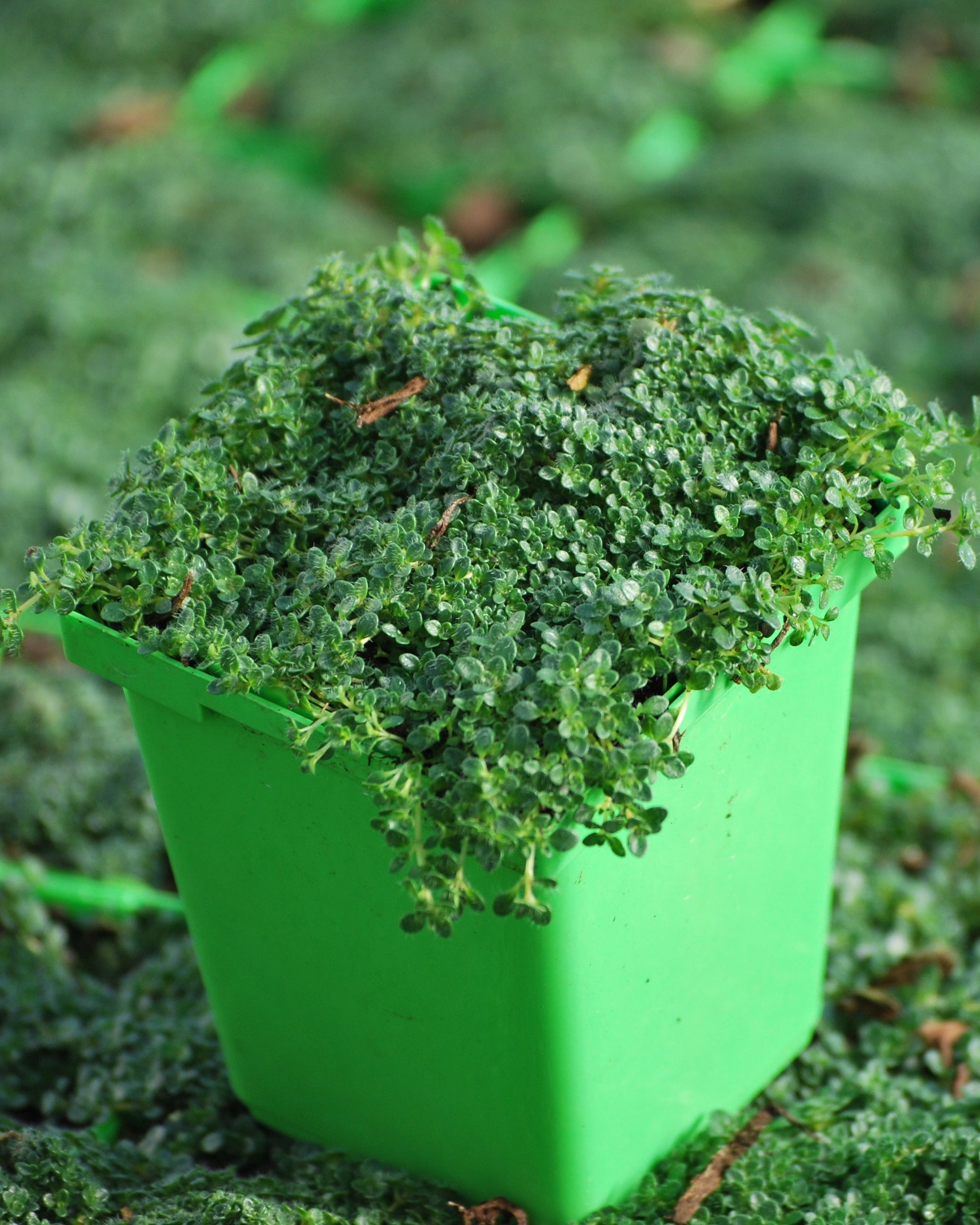 Thymus serpyllum 'Elfin' (Elfin Thyme) – Perennial Farm Marketplace