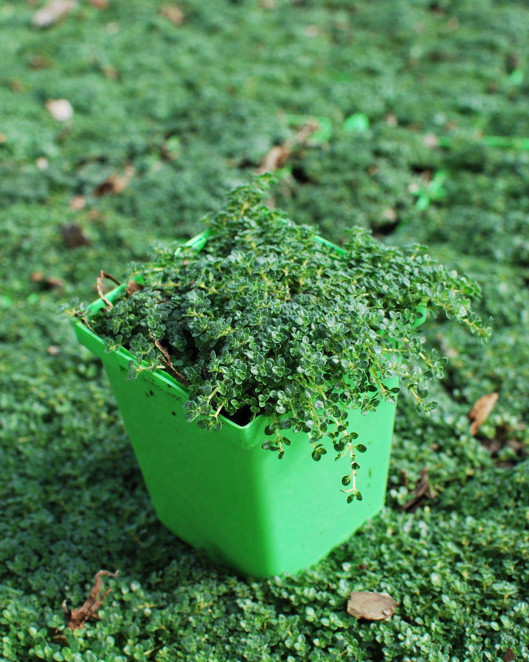 Thymus serpyllum 'Elfin' (Elfin Thyme)