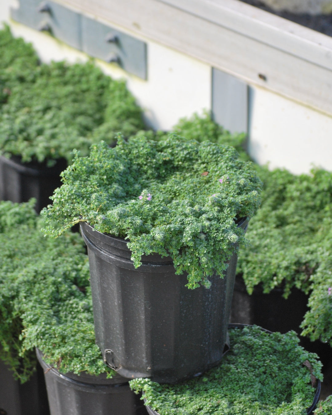 Thymus serpyllum 'Elfin' (Elfin Thyme)