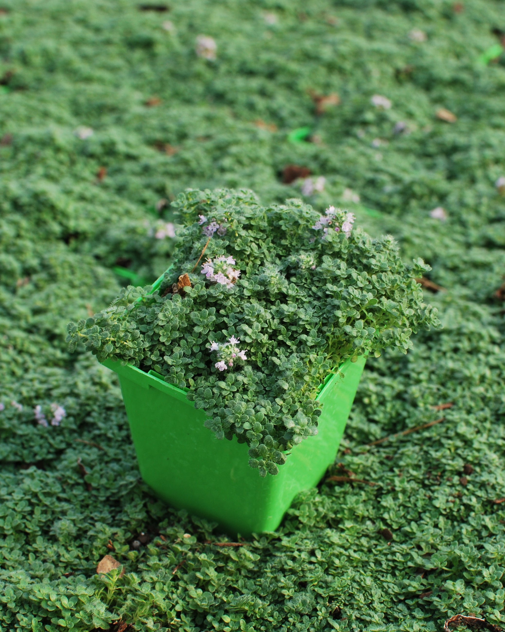 Thymus serpyllum 'Elfin' (Elfin Thyme) – Perennial Farm Marketplace
