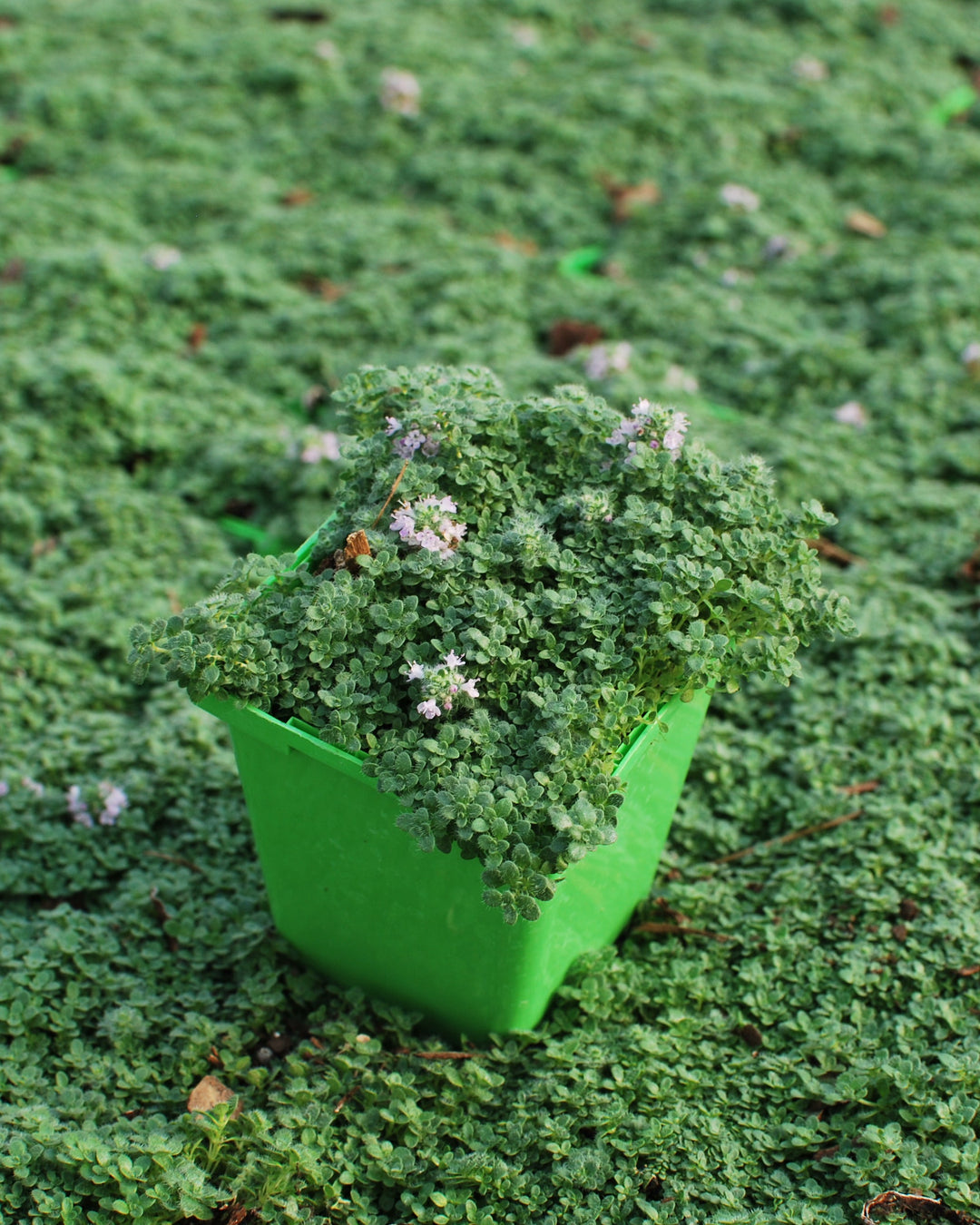 Thymus serpyllum 'Elfin' (Elfin Thyme)