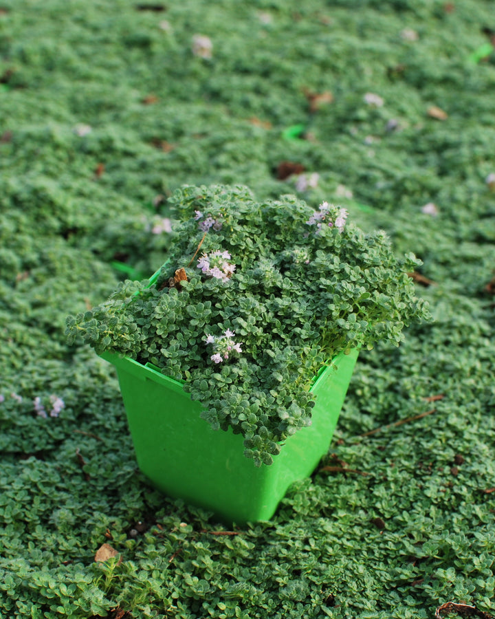 Thymus serpyllum 'Elfin' (Elfin Thyme)